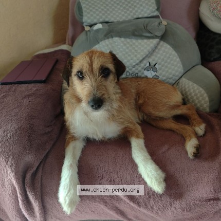 Photo 1/1 koweit Dog lost in Saint Gervais Du Perron