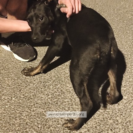 Photo 1/1 Found dog Found in Nezignan L Eveque
