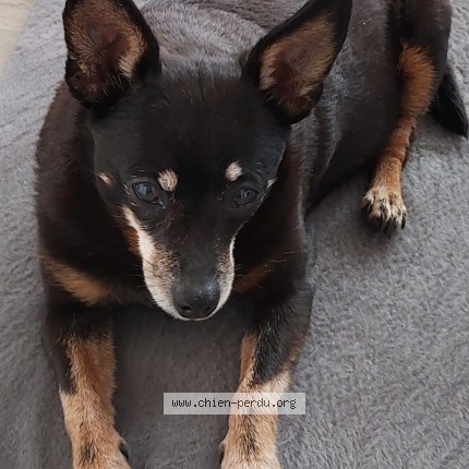 Photo 1/1 Sushie Dog lost in Loos