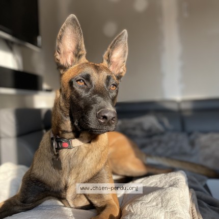Photo 1/1 Sylia Dog lost in Vermelles
