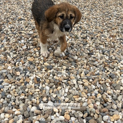 Photo 1/1 Found dog Found in Laplume