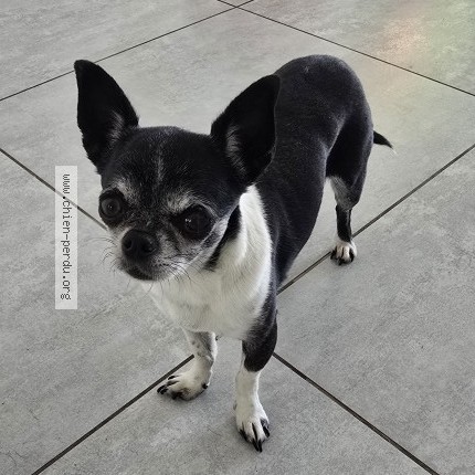 Photo 1/1 Reunited dog Lost in Caille