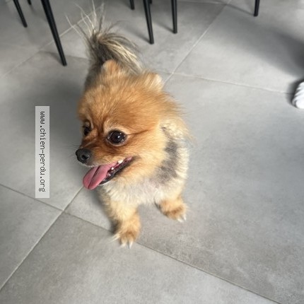 Photo 1/1 Found dog Found in Sainte Genevieve Des Bois