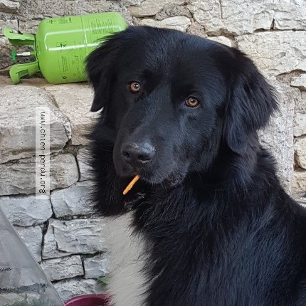 Photo 1/1 Reunited dog Lost in Beaumotte Aubertans