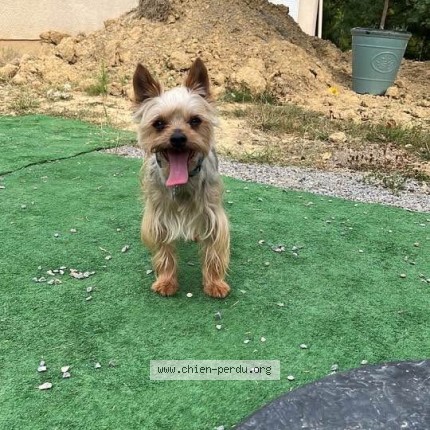 Photo 1/1 junior Dog lost in Burlats
