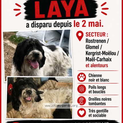 Photo 1/1 Reunited dog Lost in Kergrist Moelou