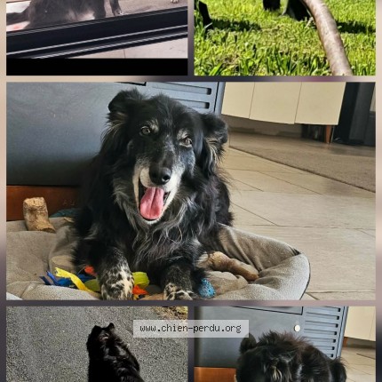 Photo 1/1 Cali Dog lost in Saint Georges En Couzan