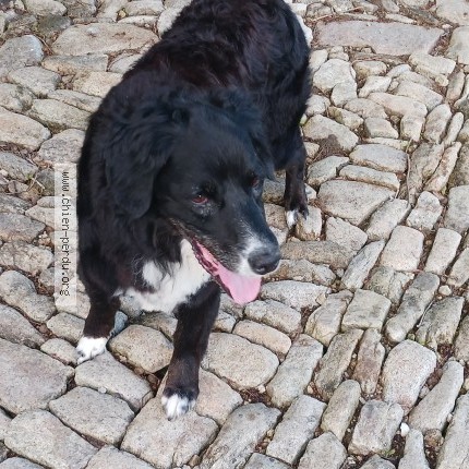 Photo 1/1 Found dog Found in Plouzevede