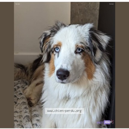 Photo 1/1 Tess Dog lost in Blyes