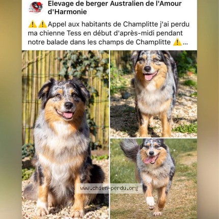 Photo 1/1 TESS DE L'AMOUR D'HARMONIE Dog lost in Champlitte
