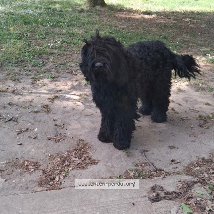 Photo 1/1 Reunited dog Lost in Conflans Sur Loing