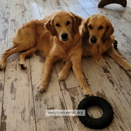 Photo 1/1 Jolene Dog lost in Anglet