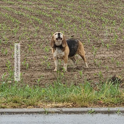 Photo 1/1 Found dog Found in Chatres