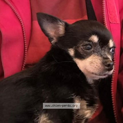 Foto van vermiste hond in Verviers