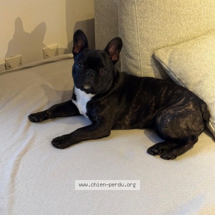Foto van vermiste hond in Battice