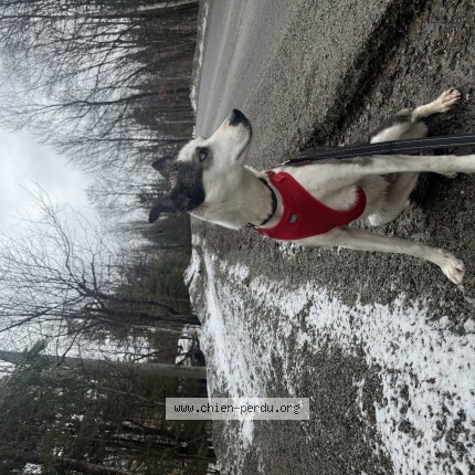 Photo 1/1 Edna Dog lost in Mont Tremblant