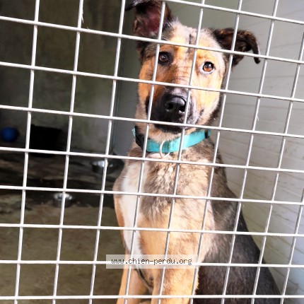 Photo 1/1 Found dog Found in Montauban