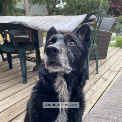 Photo 1/1 nashka Dog lost in Audenge