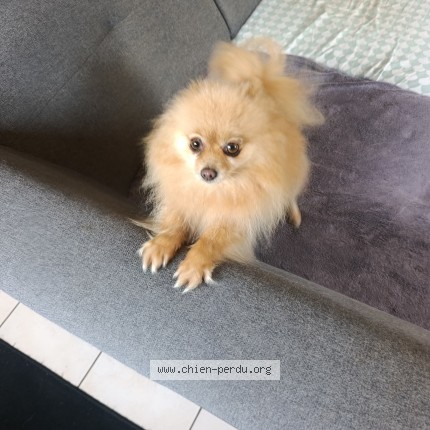 Photo 1/1 Reunited dog Found in Lambres Lez Douai