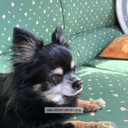 Photo 1/1 Reunited dog Lost in Antibes