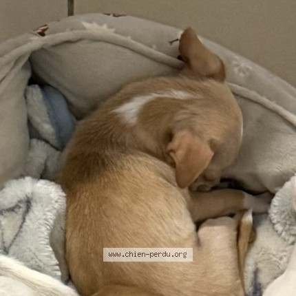 Photo 1/1 caramel Dog lost in Rouvroy