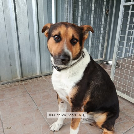 Picture of dog found at Angoulins