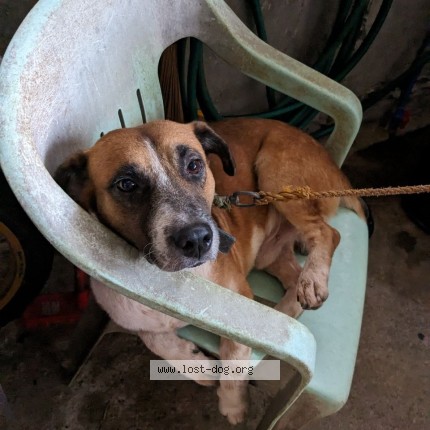 Photo 1/1 Kulot Dog lost in Bacoor