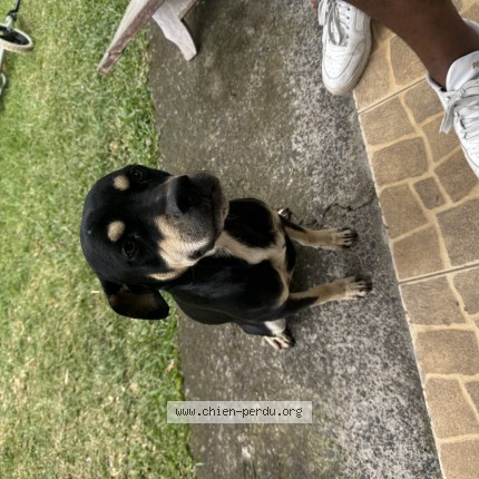Photo 1/1 Found dog Found in Sainte Clotilde