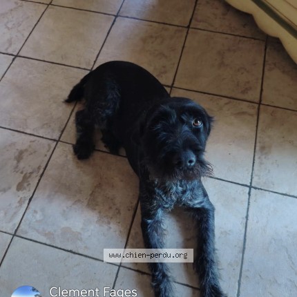Photo 1/1 princesse Dog lost in Montans