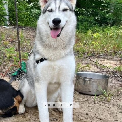 Photo 1/1 Luna Dog lost in Bristol