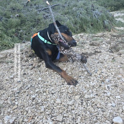 Picture of dog lost at Plan D Aups