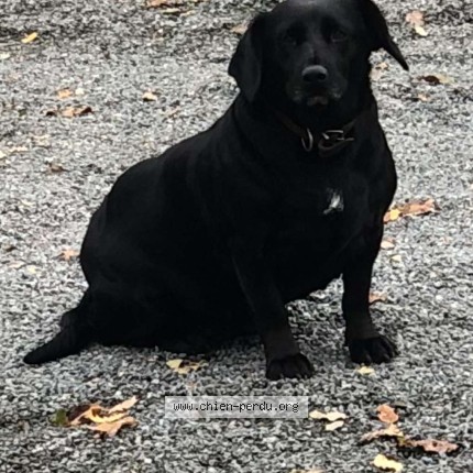Photo 1/1 duval Dog lost in Montlouis Sur Loire