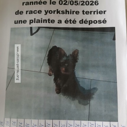 Photo 1/1 Reunited dog Lost in Rannee