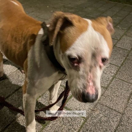 Photo 1/2 Princesse Dog lost in Drancy