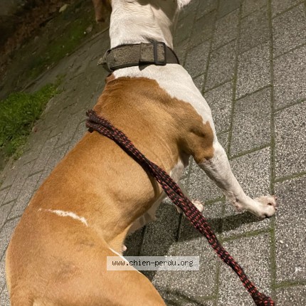 Photo 2/2 Princesse Dog lost in Drancy