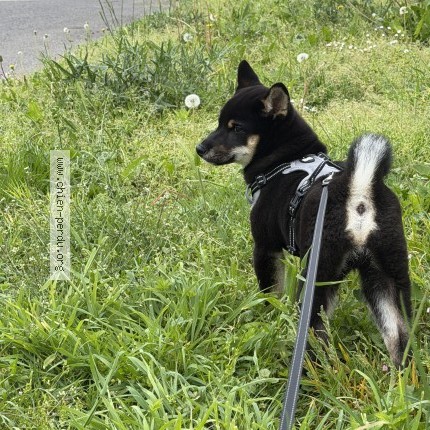 Photo 1/1 Reunited dog Lost in Torcy