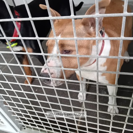 Photo 1/1 Reunited dog Found in Tonnay Charente