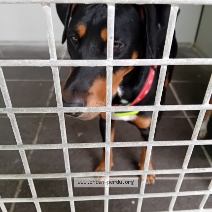 Picture of dog found at Tonnay Charente
