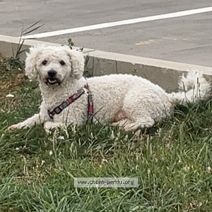Photo 1/1 Reunited dog Lost in Sceaux