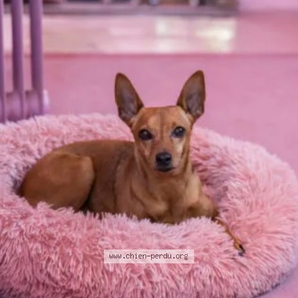 Photo 1/1 Framboise Dog lost in Allez Et Cazeneuve 47110