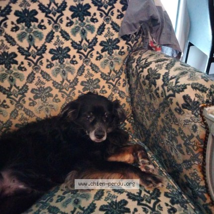 Photo 1/1 titou Dog lost in Limoux