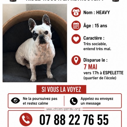 Photo 1/1 heavy Dog lost in Espelette