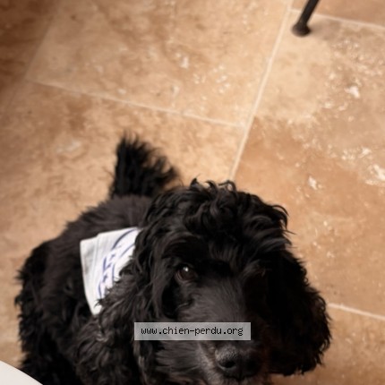 Picture of dog lost at Correns