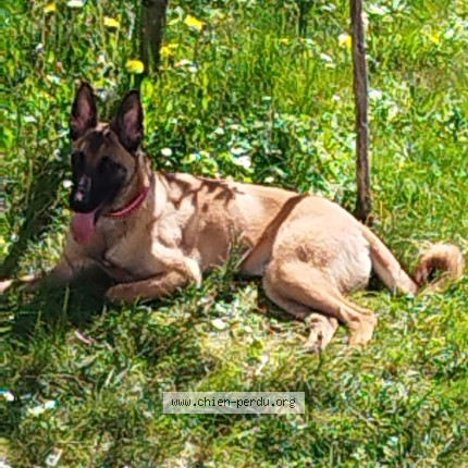 Photo 1/1 Athéna Dog lost in Cahors