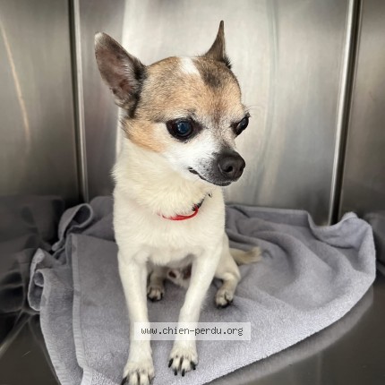 Photo 1/1 Found dog Found in Les Rousses