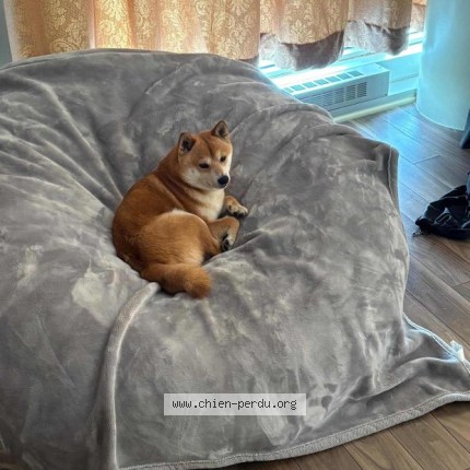 Photo 1/1 Wali Dog lost in Mirabel