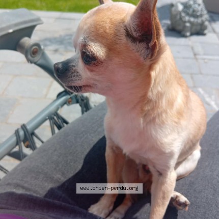 Photo 1/1 armani Dog lost in Champion