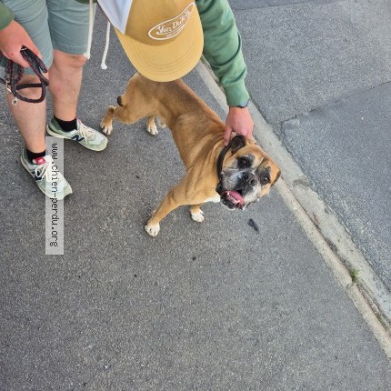 Photo 1/1 Found dog Found in Cauchy A La Tour