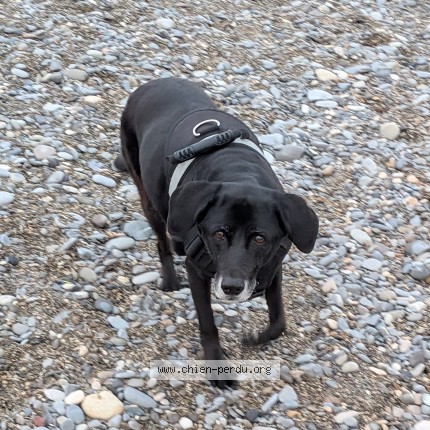 Photo 1/1 Patou Dog lost in Nice