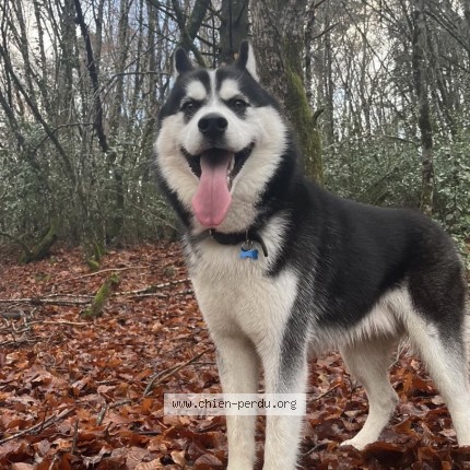 Photo 1/1 Vicking Dog lost in Ussel
